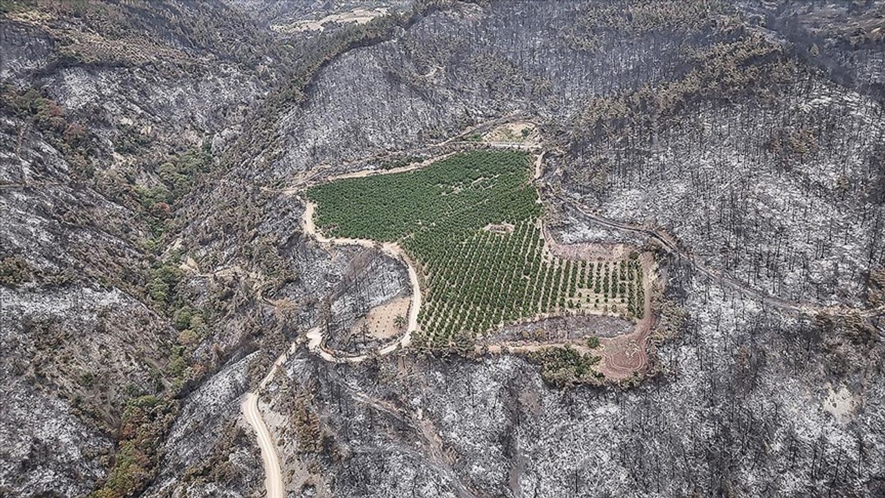 Bu yıl çıkan 6 bin 800 orman yangınında toplam 80 bin hektar alan yandı