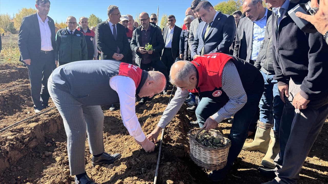 Elazığ'da çilek üretiminin artırılması amacıyla 20 bin fide toprakla buluşturuldu
