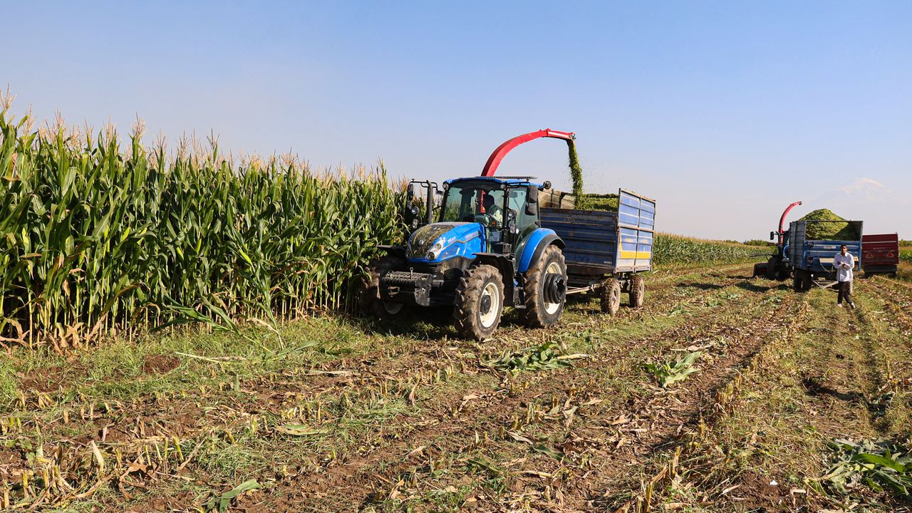Iğdır'da silajlık mısır hasadı başladı