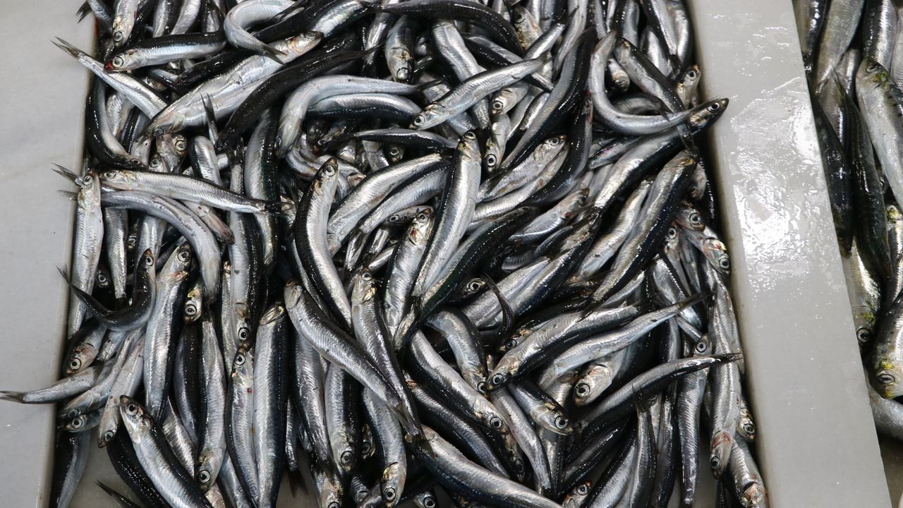 Karadeniz hamsisi Tekirdağ'da tezgahlardaki yerini aldı
