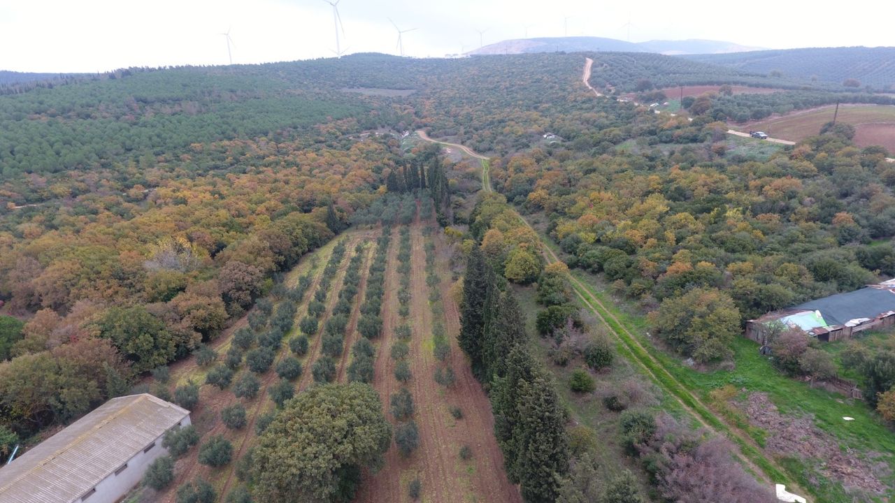 Orman Genel Müdürü Karacabey, Balıkesir'de gelir getirici tür ağaçlandırma sahasında konuştu: