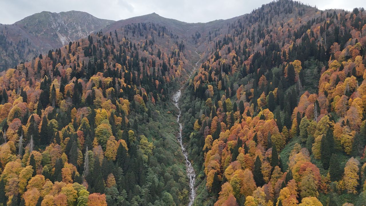 Rize'de Ayder Yaylası'nda sonbahar renkleri hakim oldu