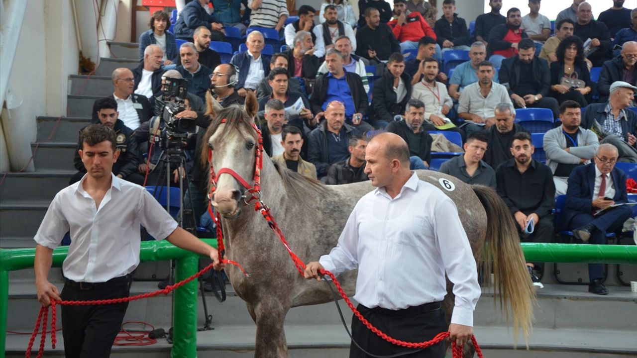 TİGEM'in açık artırmasında Arap tayı 5 milyon 250 bin liraya satıldı