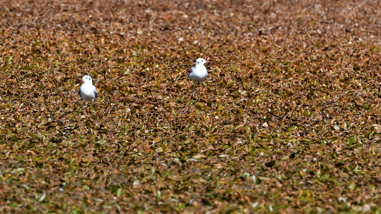 Kars'ta göçmen kuşların konakladığı Asboğa Gölü'nde su 60 metre çekildi