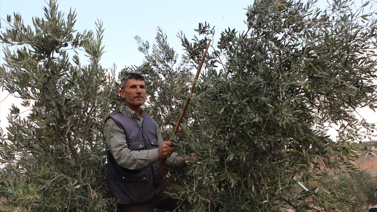 Kilis'te zeytin hasadı başladı