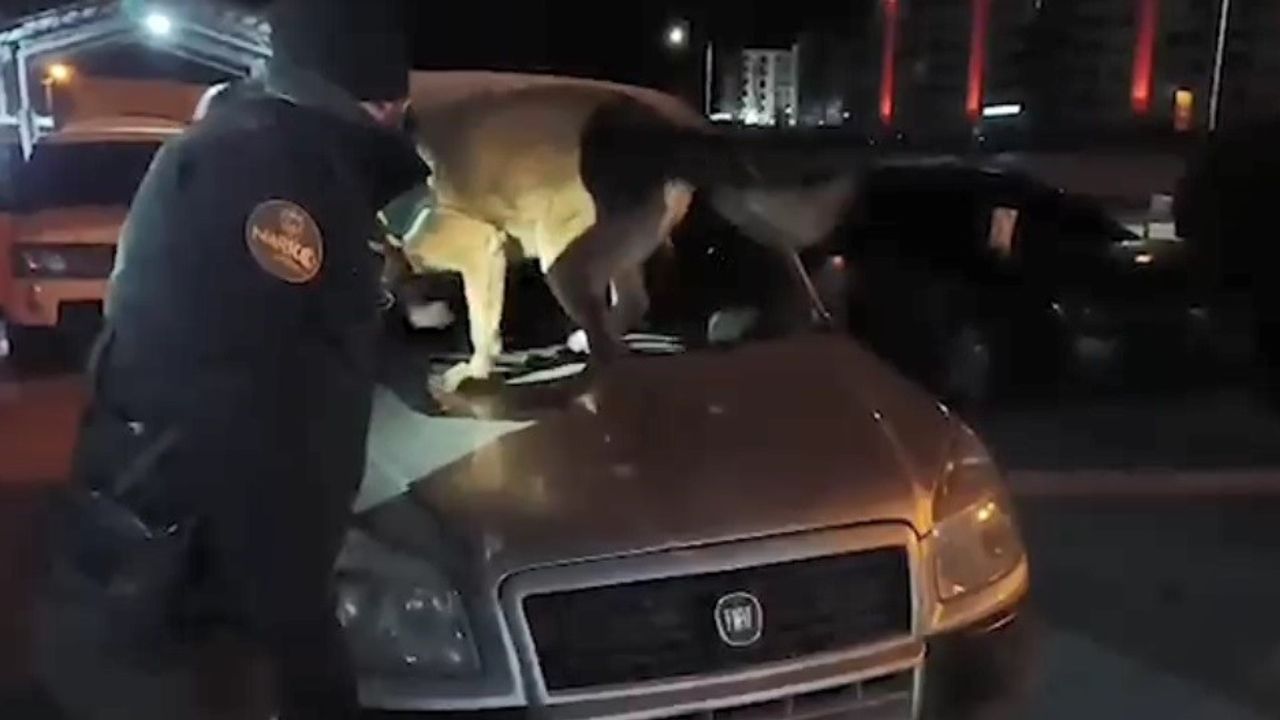 Bitlis'te 6 kilo 100 gram skunk maddesi ele geçirildi