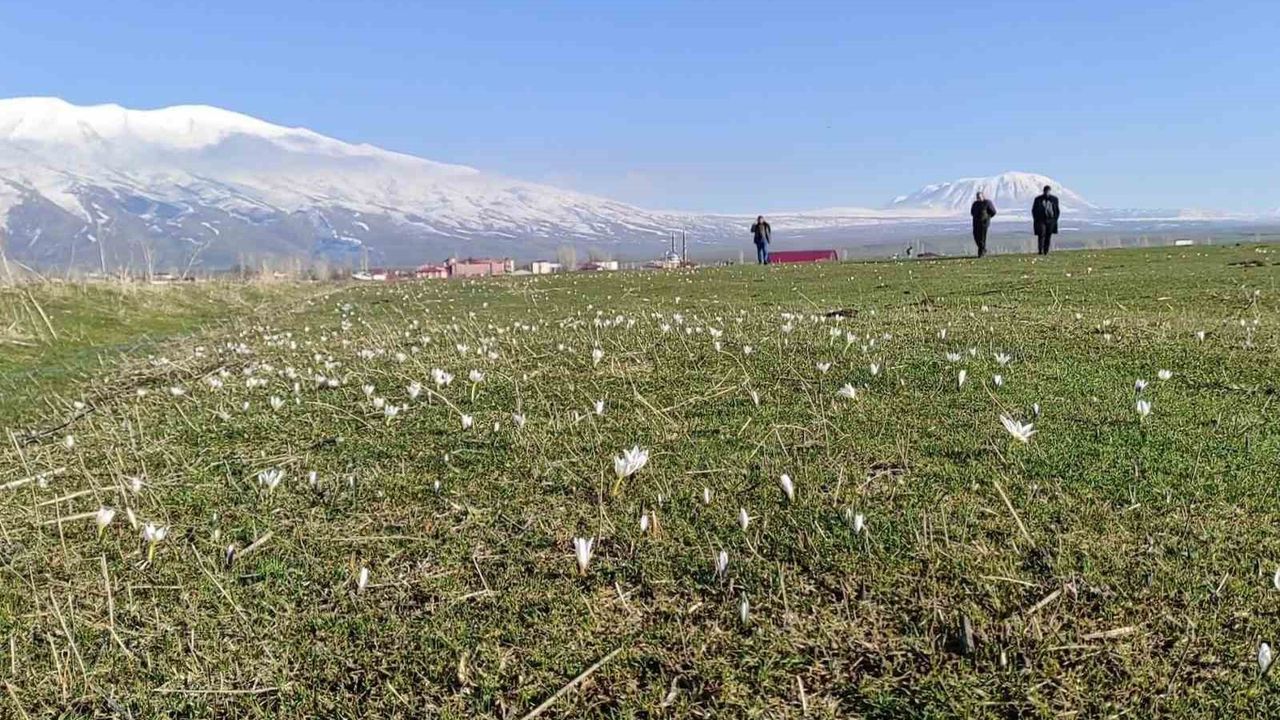 Bitlis'te kardelen ve çiğdemler açtı