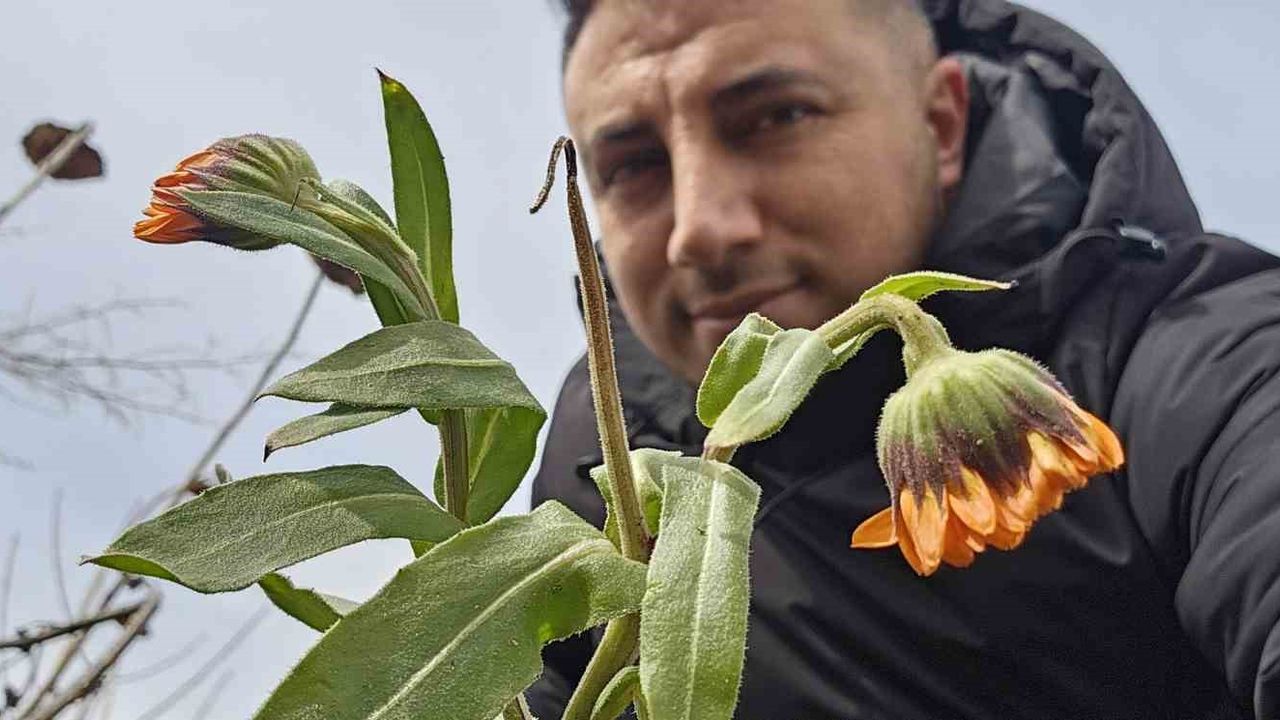 Karın başkenti Bitlis'te şubat sürprizi: Çiçekler karlar arasında açtı