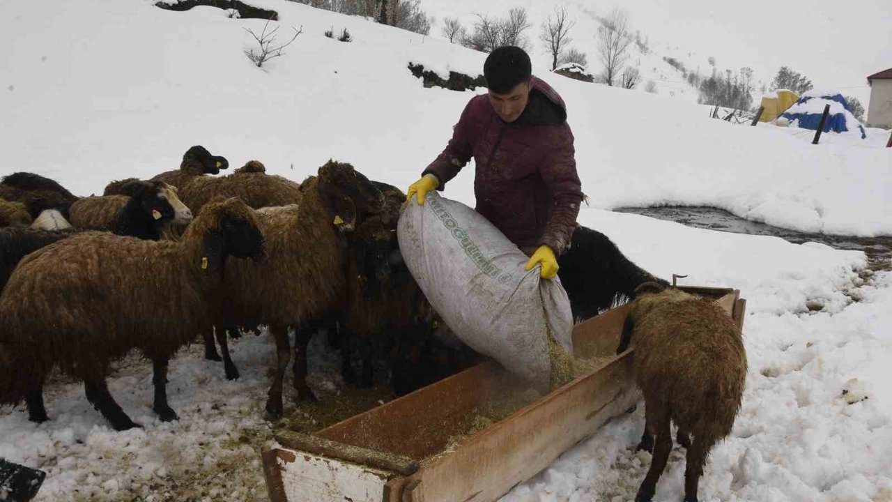 Bitlis'te kış mevsiminin uzaması küçükbaş hayvancılığı vurdu