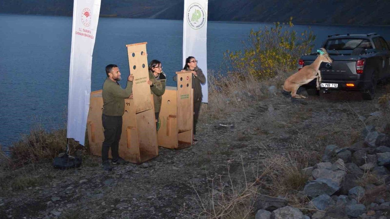 Bitlis'te yaban hayvanları doğal yaşam alanlarına kavuştu