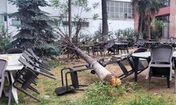 Bilecik'te fırtınada zarar gören ağaç kafenin bahçesine devrildi