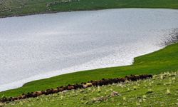 Iğdır'da 10 bin dönüm arazi mera olarak çiftçilerin hizmetine açıldı