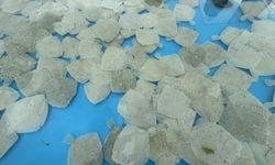 İzmit Körfezi'ne 6 bin balık ve 100 yapay resif bırakıldı