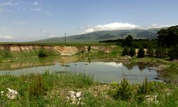 Kars'ta yumurtadan çıkan angutlar doğayla buluştu