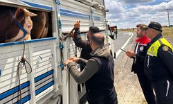 Tekirdağ'a kaçak yolla büyükbaş getiren besiciye 105 bin lira ceza uygulandı
