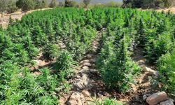 Diyarbakır'da 3 milyon 476 bin kök kenevir ve skunk ele geçirildi