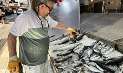 Av sezonunda tuzlanan palamutlar yazın tezgahları süslüyor