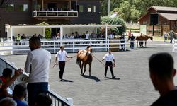Bursa'da 55 safkan Arap tayının satışından 31 milyon 20 bin lira gelir elde edildi