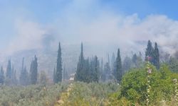 Bursa'da tarım alanında çıkan yangına müdahale ediliyor