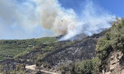 GÜNCELLEME - Aydın'da ziraat alanında çıkan yangın ormana sıçradı
