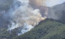 Hatay'da ormanlık alanda yangın çıktı