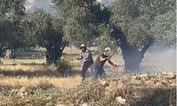 İzmir'de zeytinlik alanda çıkan yangın söndürüldü