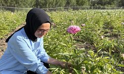 Kadın üretici yetiştirdiği şakayık bitkisinin hasadına başladı