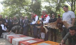 Kahverengi kokarca ile biyolojik mücadele için doğaya sülün ve samuray arıcığı bırakıldı