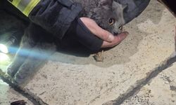 Kastamonu'da itfaiye ekipleri yangından kurtardıkları kediye kendi maskelerinden oksijen verdi