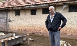 Kırıkkale'de kurtların saldırdığı 18 küçükbaş telef oldu