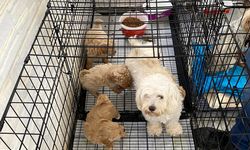 Kırklareli'nde kaçak olarak ticareti yapılan 12 köpek koruma altına alındı
