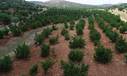 Mardin'de 'Napolyon' kirazında hasat sürüyor