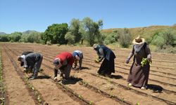 Muş'ta çiftçiler tütün ekimine başladı