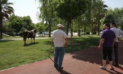 Şanlıurfa'da kaçan kurbanlık boğa parkta yakalandı
