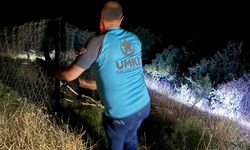Siirt'te hayvan otlatırken kayalıktan düşen çocuk yaralandı