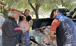 Sinop'ta kaçak avlanan 1611 kalkan balığı ele geçirildi