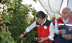 Tarım ve Orman Bakanı İbrahim Yumaklı, Siirt'te böğürtlen hasadına katıldı: