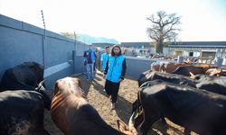 TDV ekipleri Mozambik'te kesilecek kurbanları kontrol etti