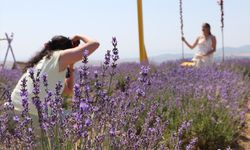 Tekirdağ'da lavanta tarlaları fotoğraf tutkunlarını ağırlıyor