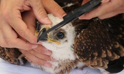 Tekirdağ'da şah kartal ve leylek yavruları halkalanıyor