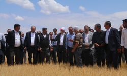 TZOB Genel Başkanı Bayraktar, Çankırı'da kuraklıktan ve dondan etkilenen tarım arazilerini gezdi