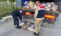 Van'da kaçak avlanmış 19 ton 200 kilogram inci kefali ele geçirildi