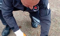 Yozgat'ta kafası konserve kutusuna sıkışan kediyi güvenlik görevlisi kurtardı