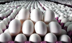 Yumurtalarda “Tüketim Tarihi” Zorunlu Hale Geldi: Yeni Tebliğ Yayımlandı