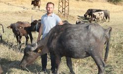Amasyalı çift döndükleri Amasya'daki köylerinde manda yetiştiriyor