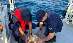Antalya'da çuvala takılan deniz kaplumbağasını sahil güvenlik kurtardı