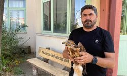 Aşırı sıcaklarda bitkin düşen yaban hayvanları tedavi sonrası doğaya bırakılıyor