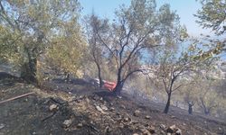 Balıkesir'de zeytinlik alanda çıkan yangın kontrol altına alındı