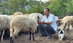 Bartın'da çiftçi, koyunlarını kurt saldırısından dronla korudu