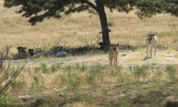 Başkentte bir genç sahipsiz köpeklerin saldırısına uğradı